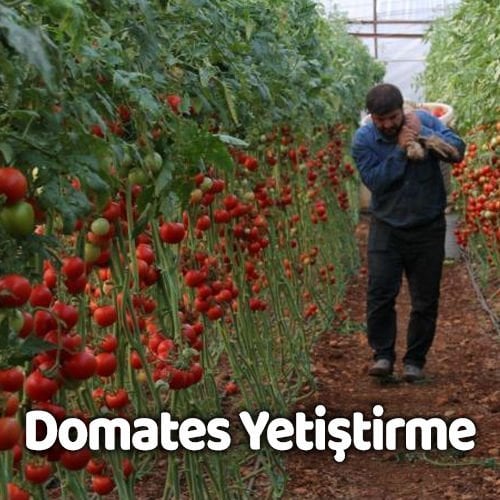 Domates Yetiştiriciliğinde dikkat edilmesi gerekenler. 