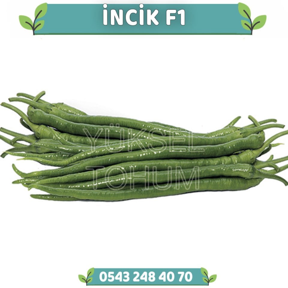 İncik F1 Tatlı Kıl Biber Fidesi