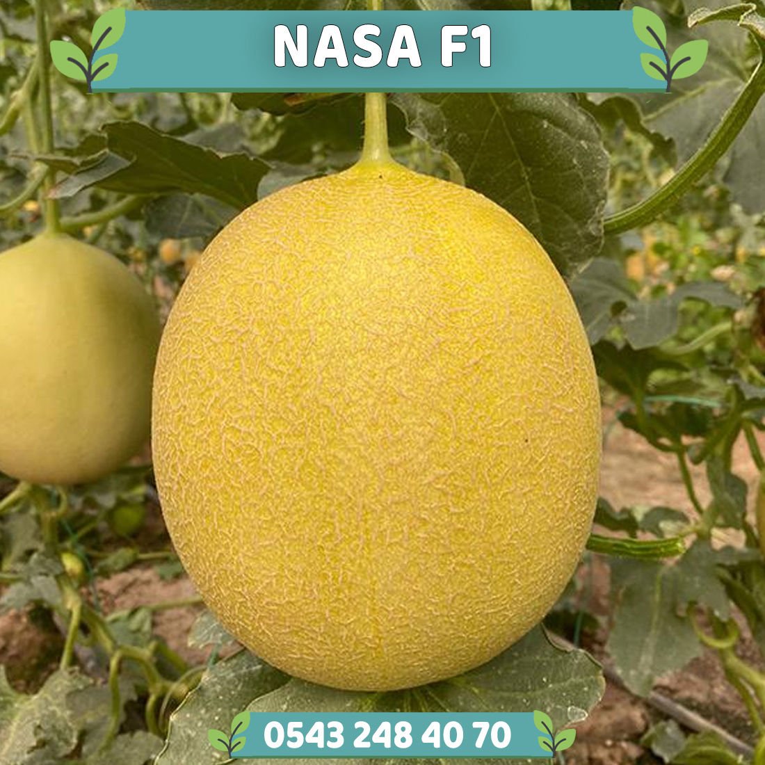 Nasa F1 Erkenci Kavun Fidesi