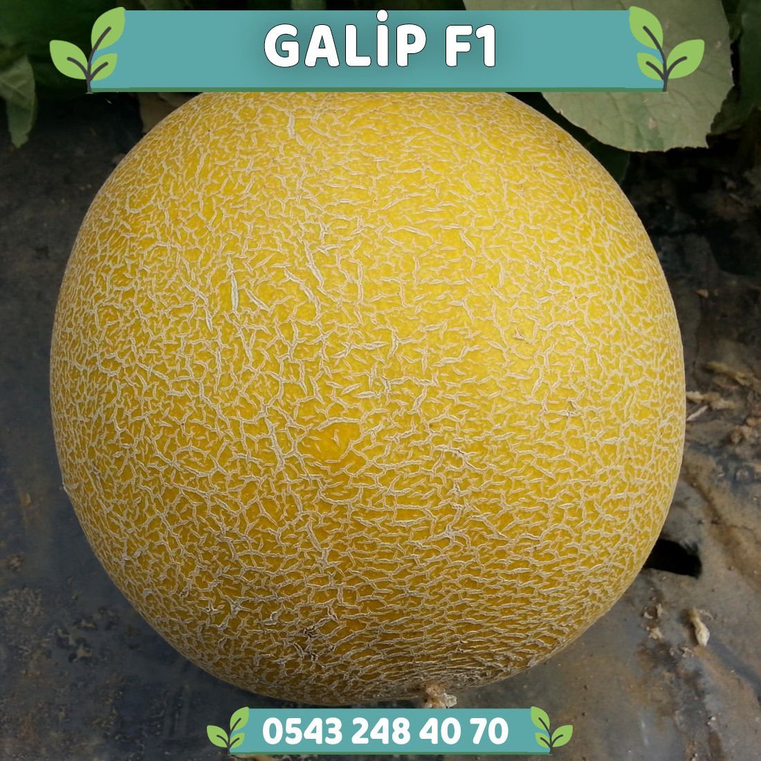 Galip F1 Erkenci Kavun Fidesi