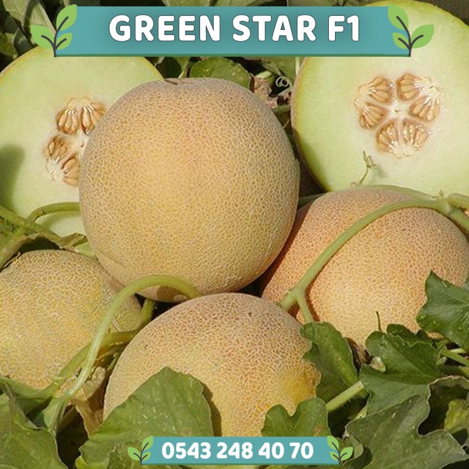 Green Star F1 Kavun Fidesi