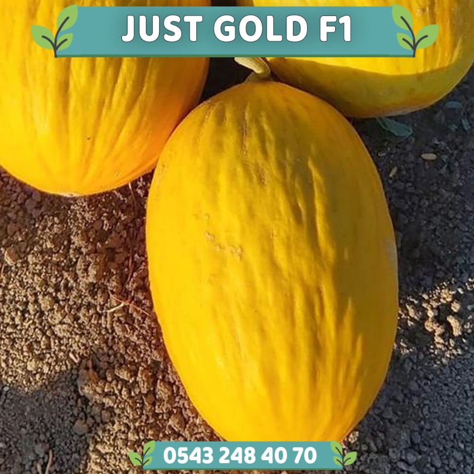 Just Gold F1 Kavun Fidesi