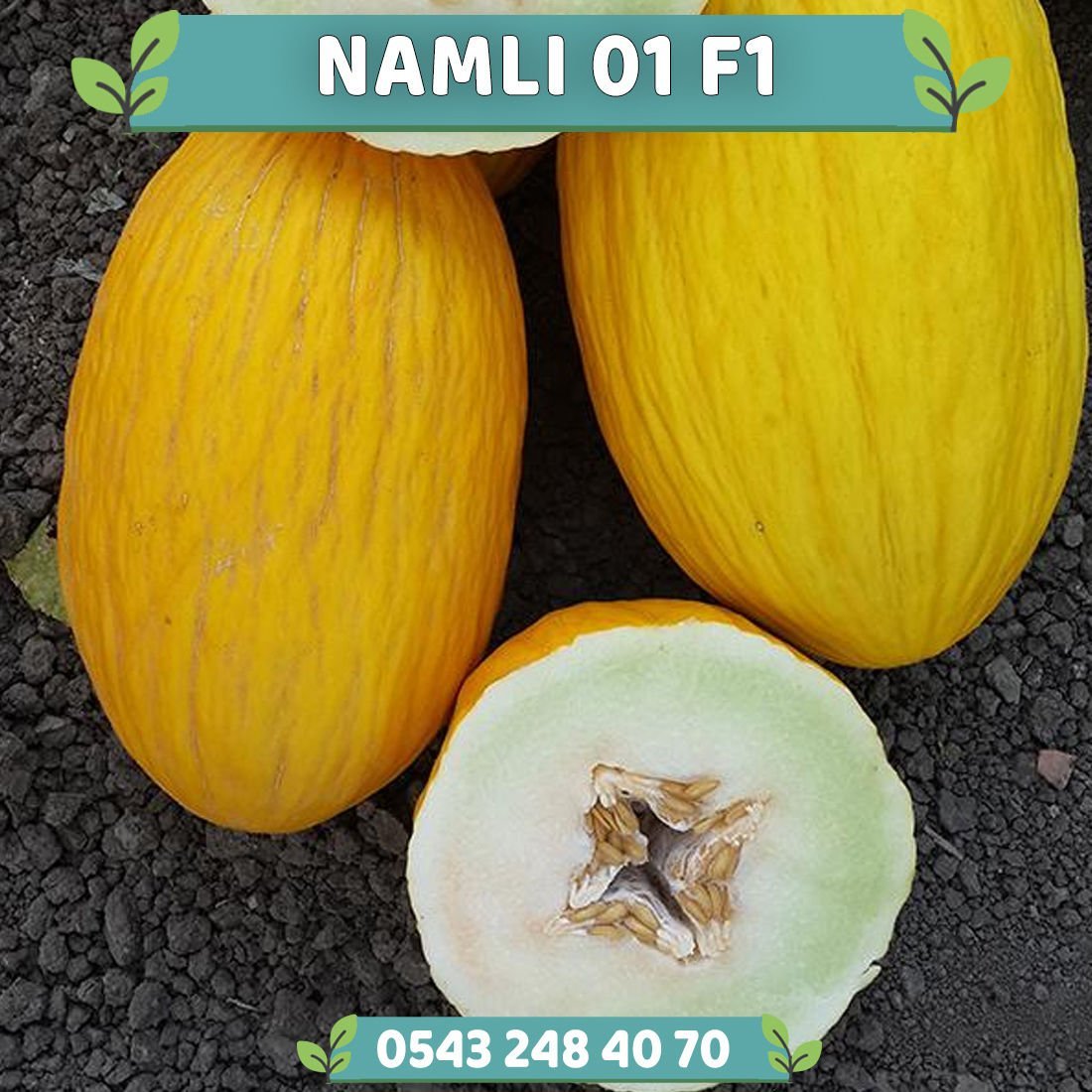 Namlı 01 F1 Kavun Fidesi