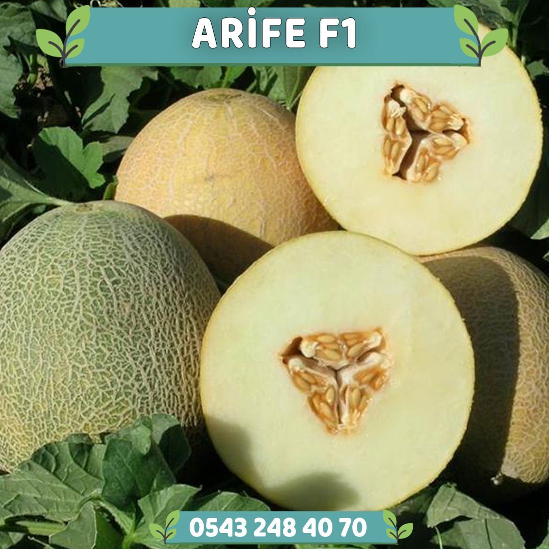 Arife F1 Kavun Fidesi