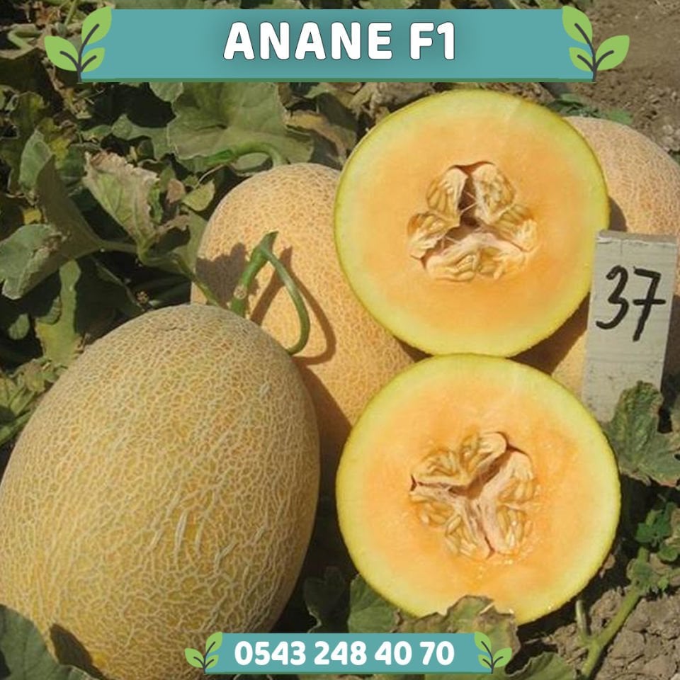 Anane F1 Kavun Fidesi