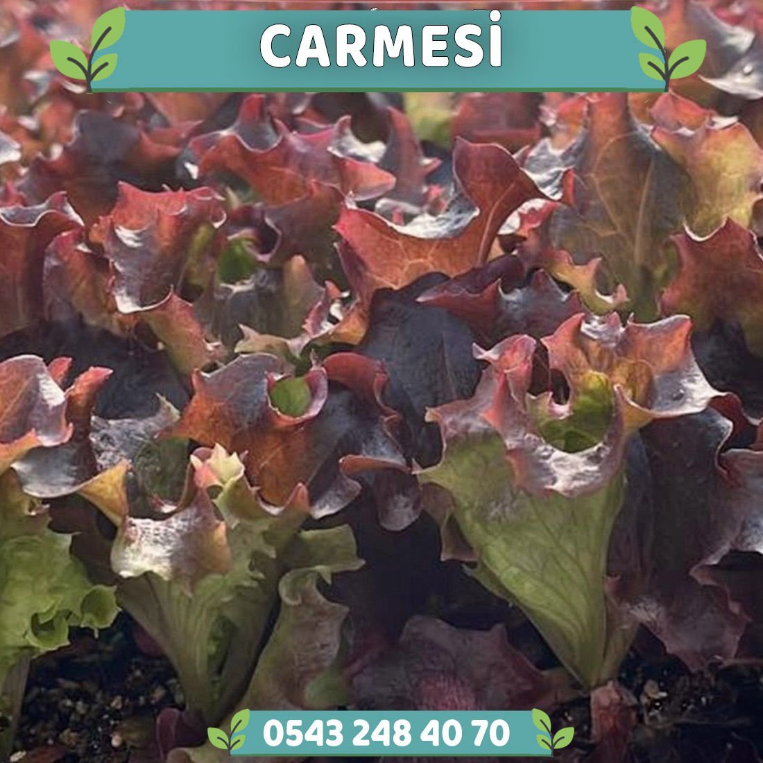 Carmesi Rz Kırmızı Kıvırcık Marul Fidesi