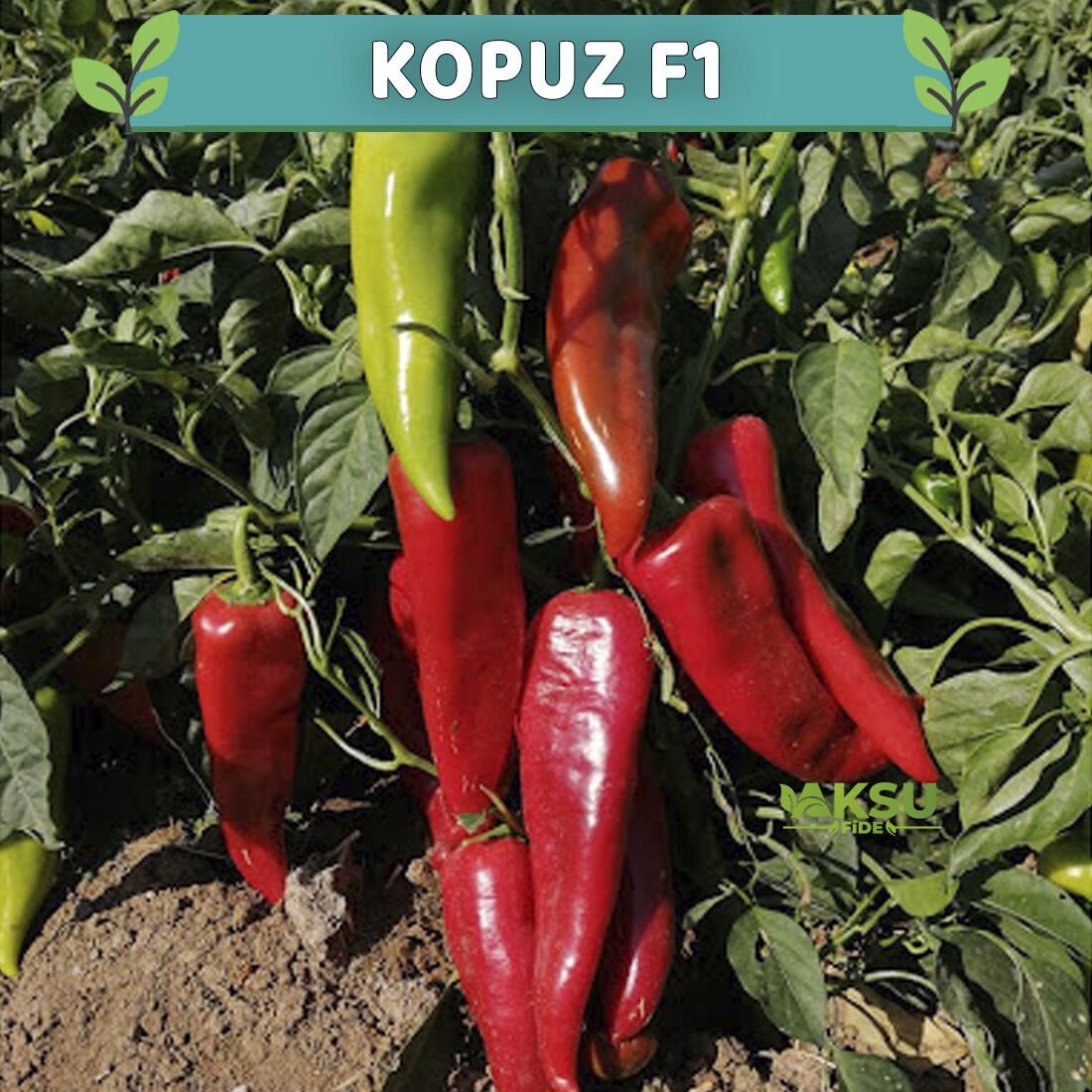 Kopuz F1 Kapya Biber Fidesi