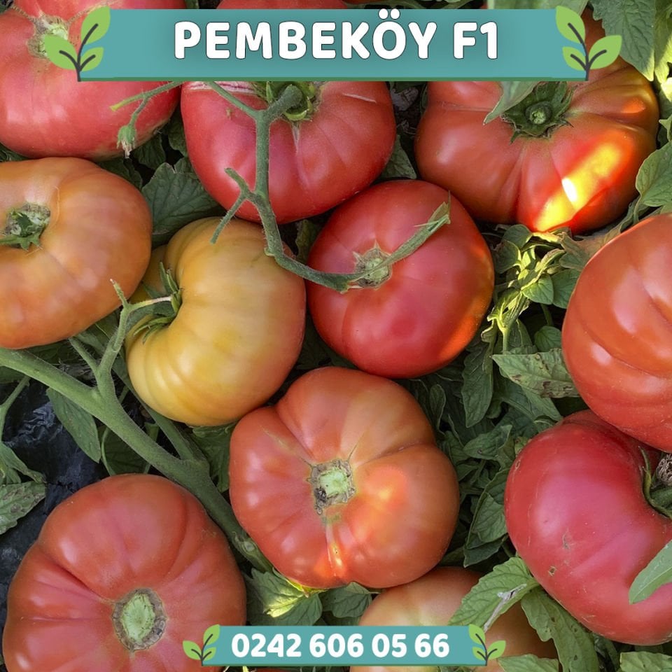 Pembeköy F1 - Pembe Köy Domates Tohumu 1000 Adet