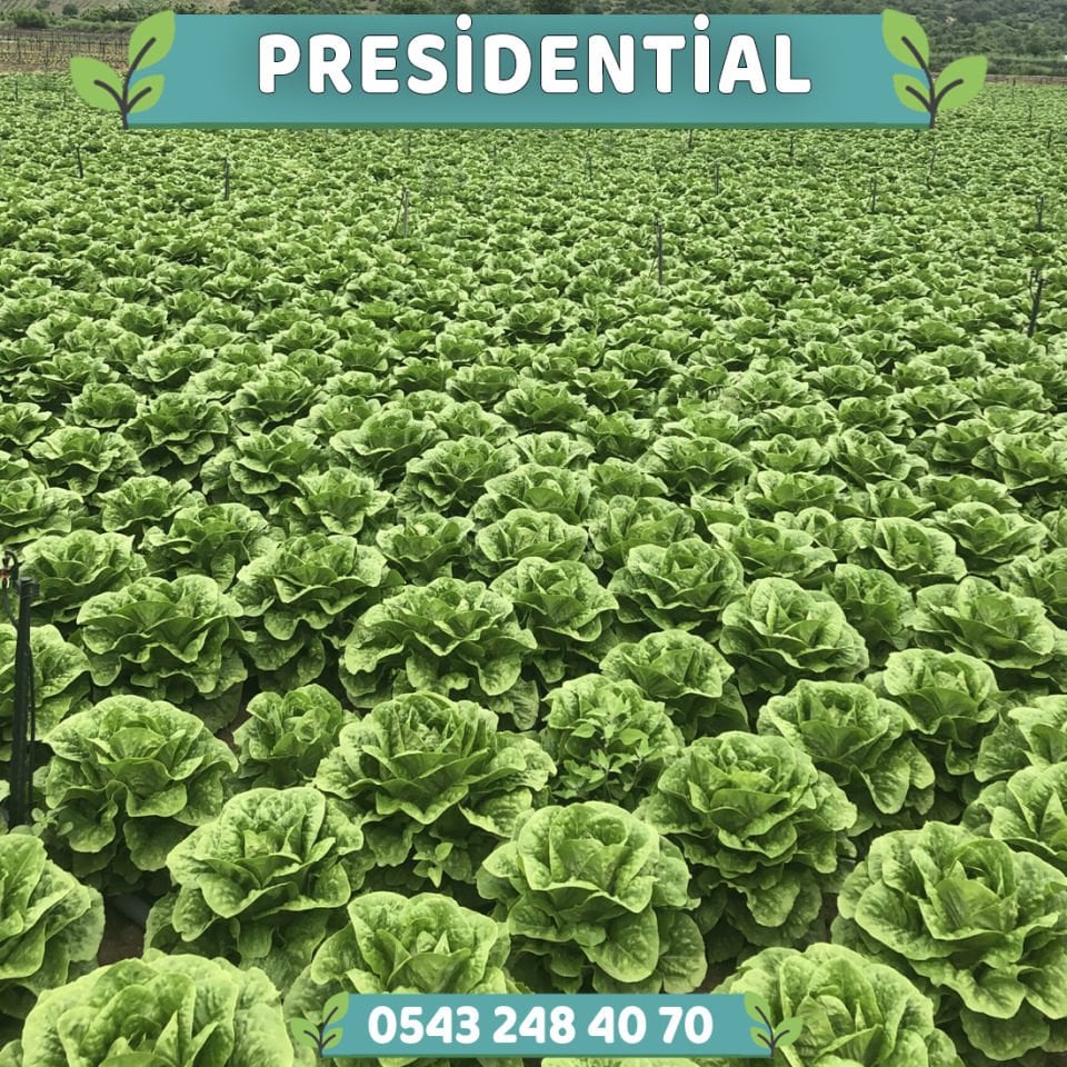 Presidential Yedikule Marul Fidesi