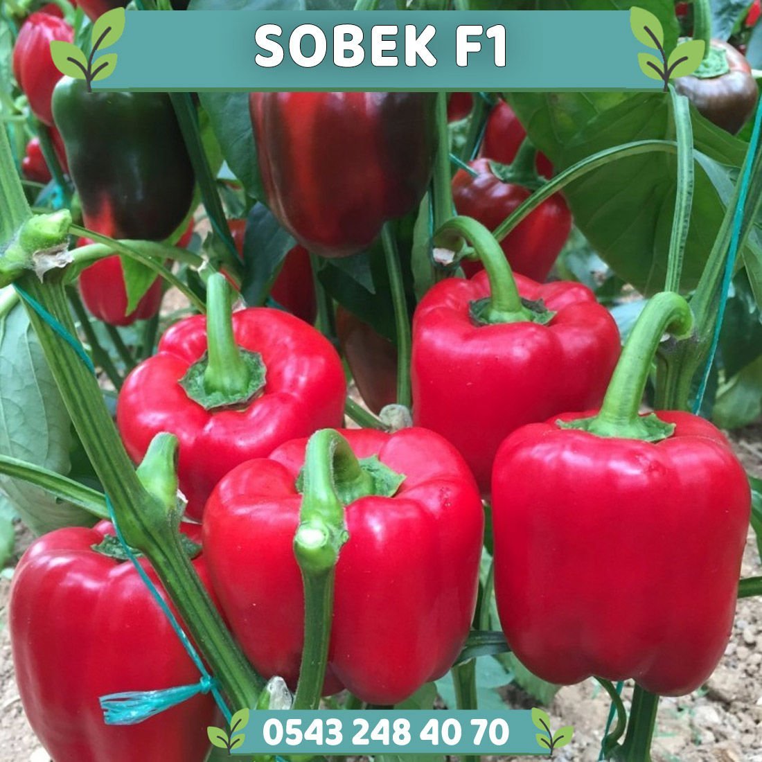 Sobek F1 Kırmızı Dolma Biber Fidesi
