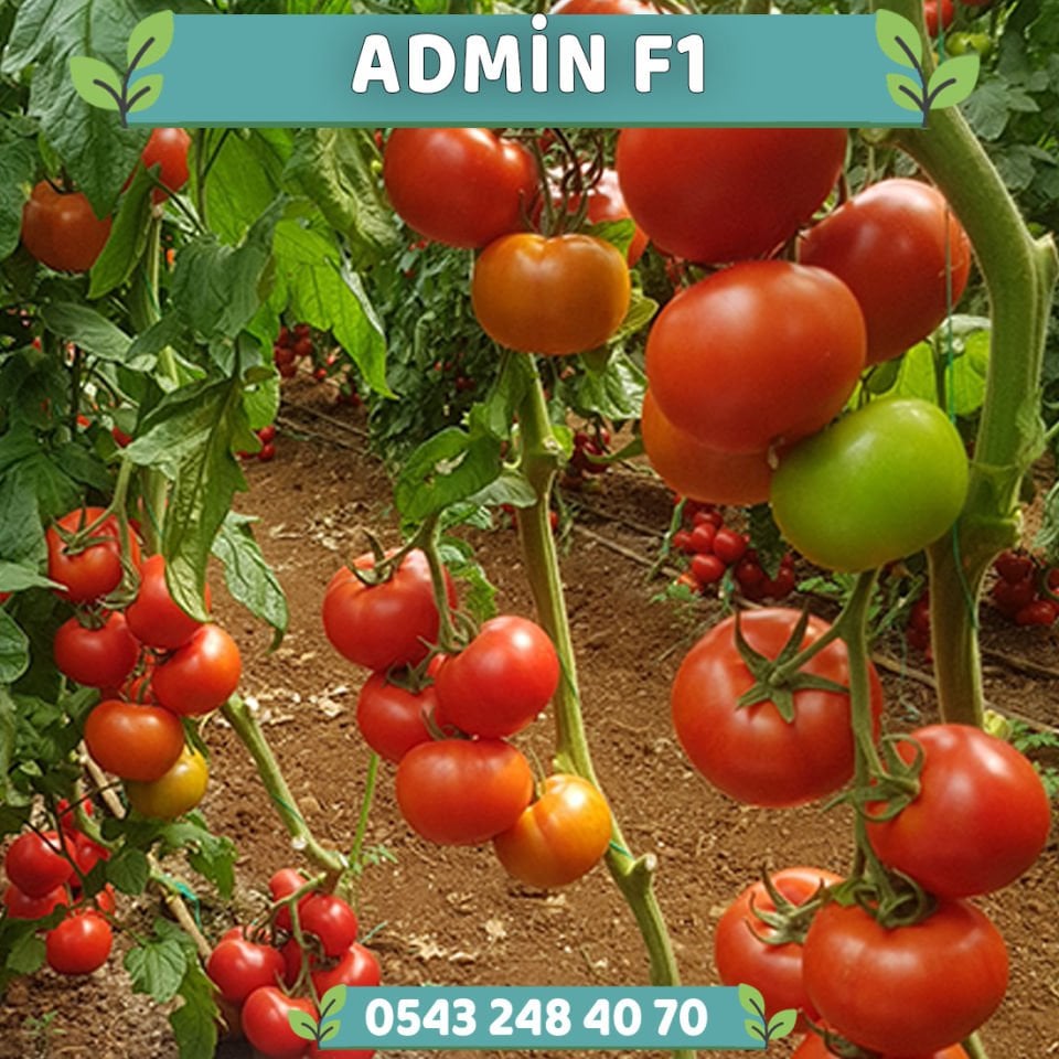 Admin F1 Tek Ekim Domates Fidesi