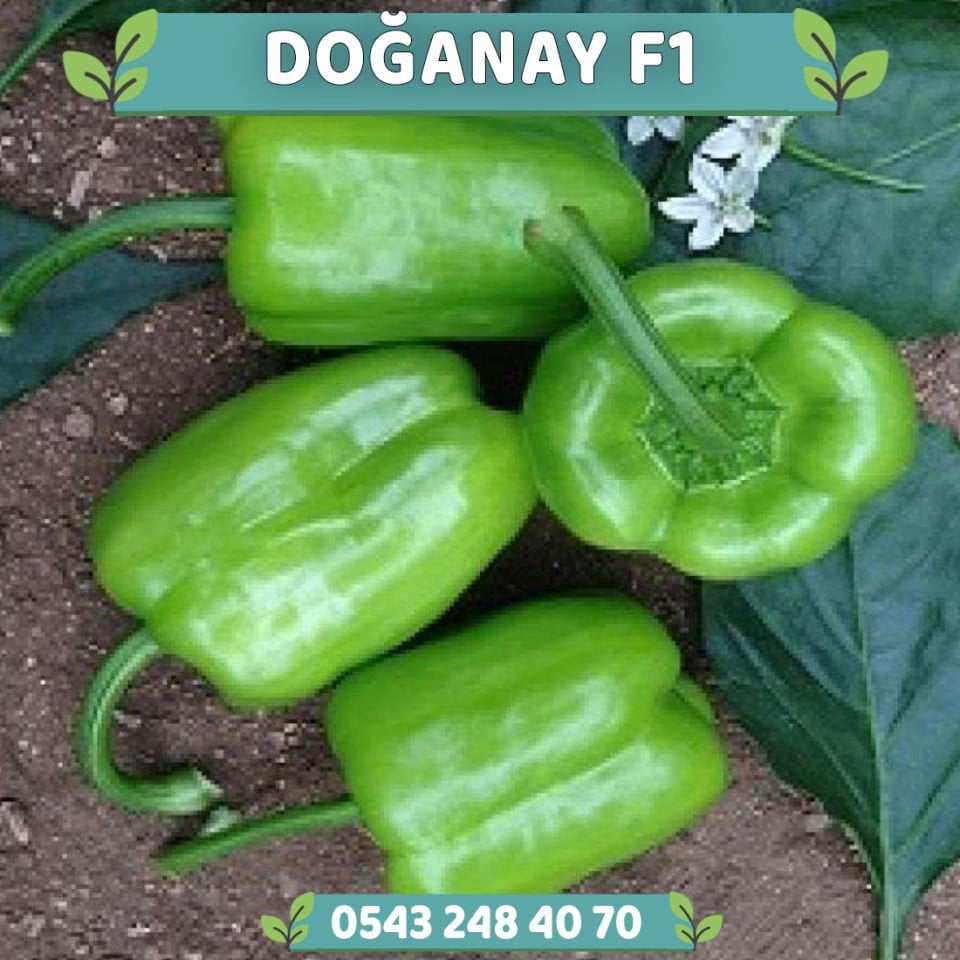 Doğanay F1 Dolma Biber Fidesi