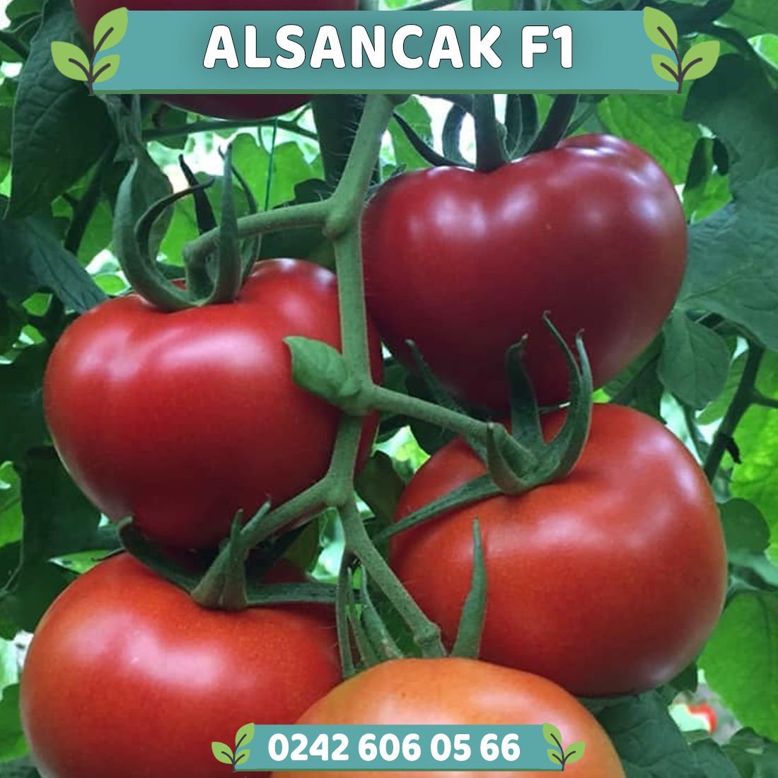 Alsancak Rn F1 Sırık Domates Fidesi