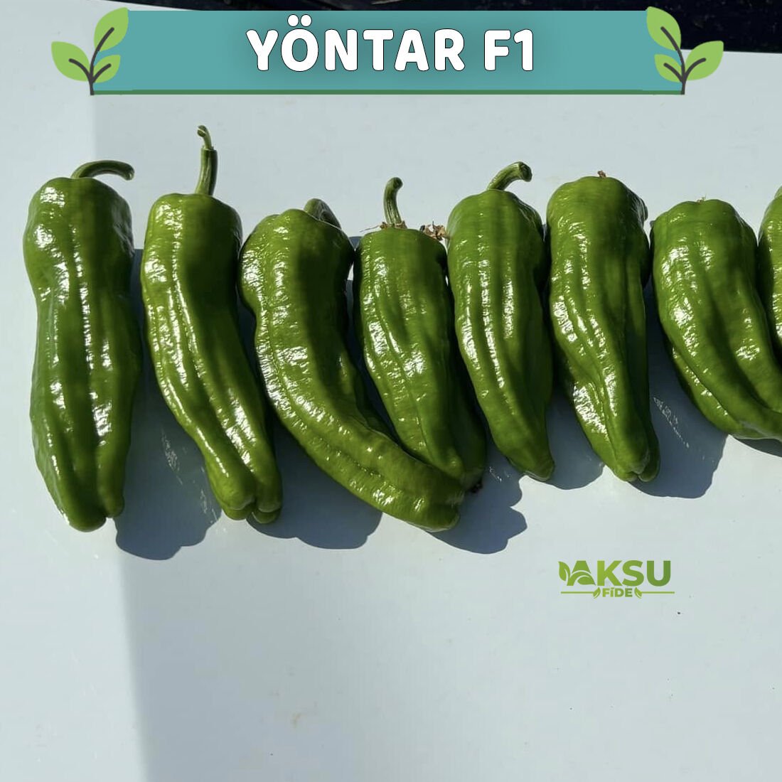 Yöntar F1 Köy Biberi Fidesi