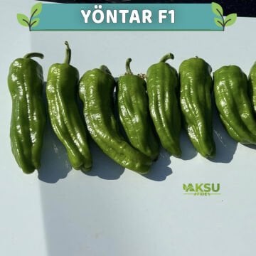 Yöntar F1 Köy Biberi Fidesi