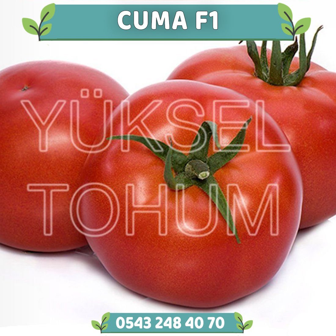 Cuma F1 Oturak Domates Fidesi