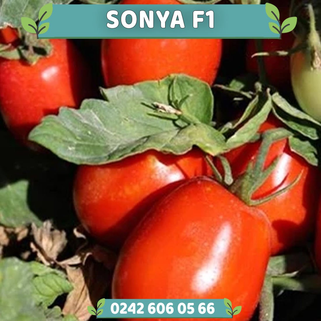 Sonya F1 Oturak Domates Fidesi