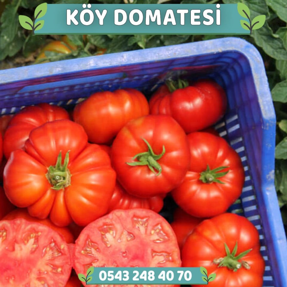 Hibrit Köy Domatesi Fidesi