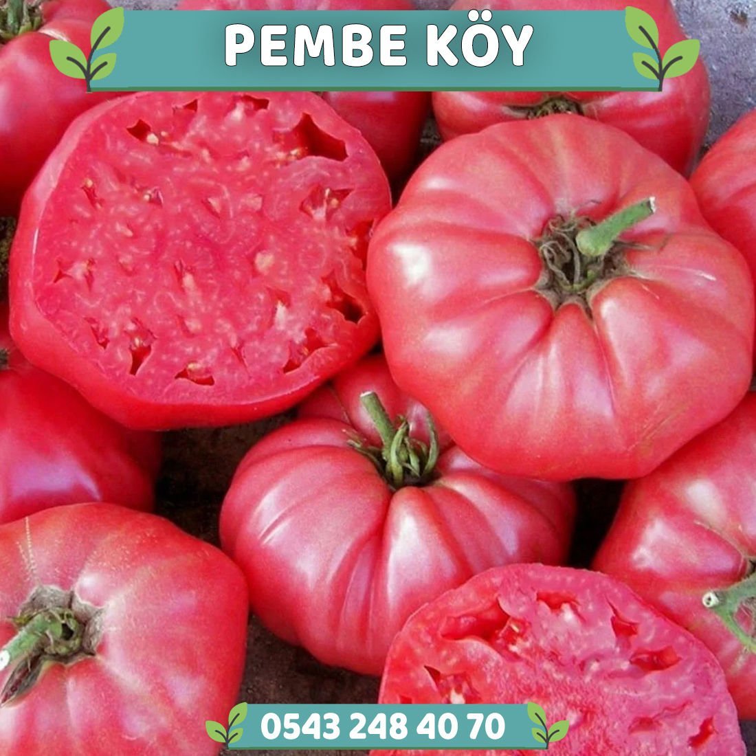 Hibrit Pembe Köy Domatesi Fidesi