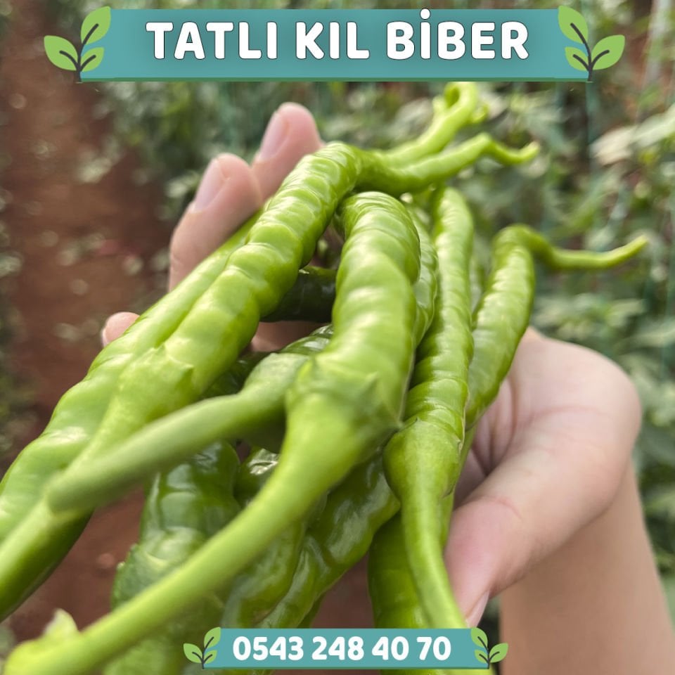 Hibrit Tatlı Kıl Biber Fidesi