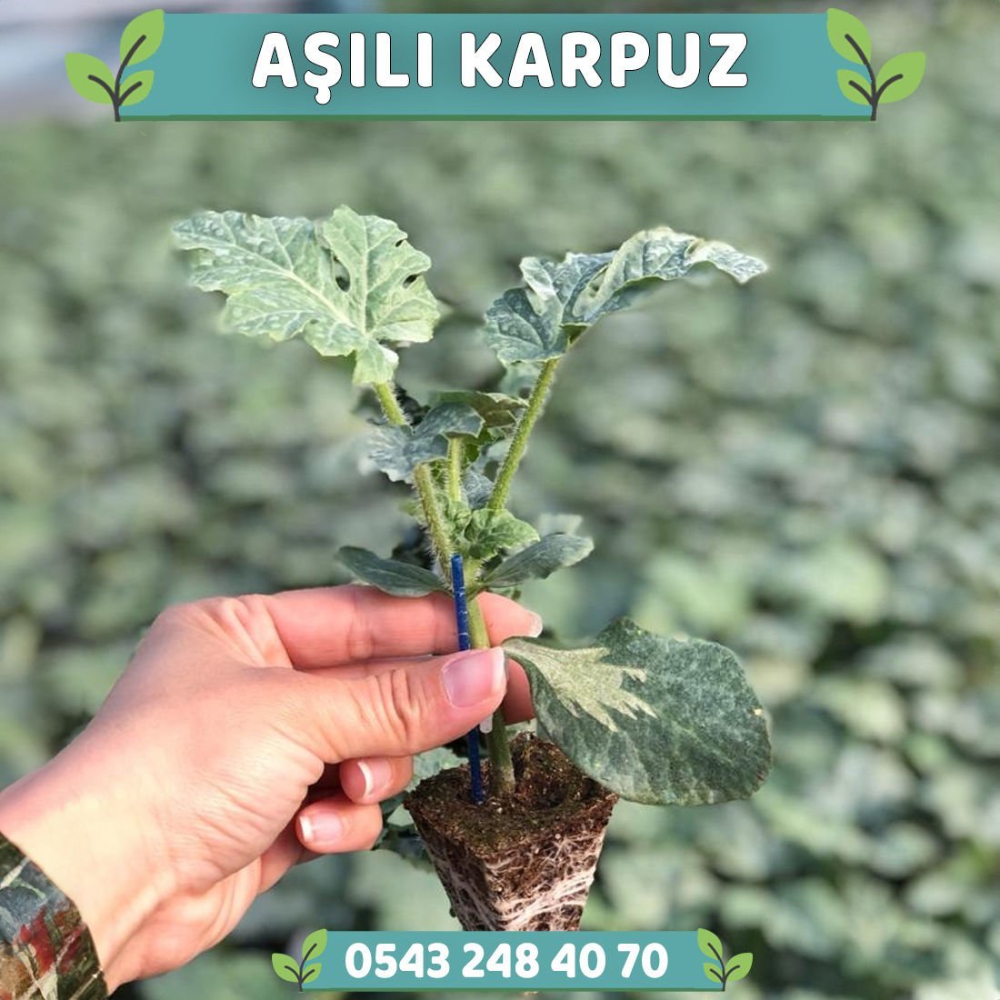 Aşılı Karpuz Fidesi - Crimson Sweet Tipi