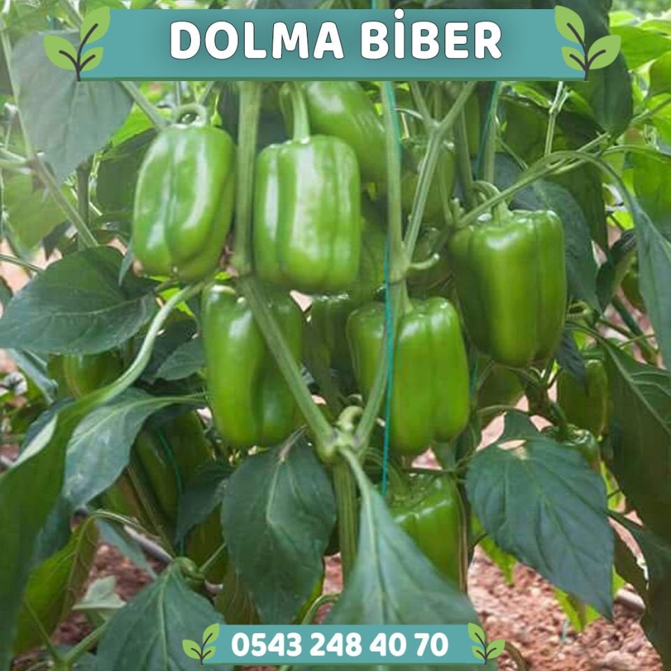 Hibrit Dolma Biber Fidesi