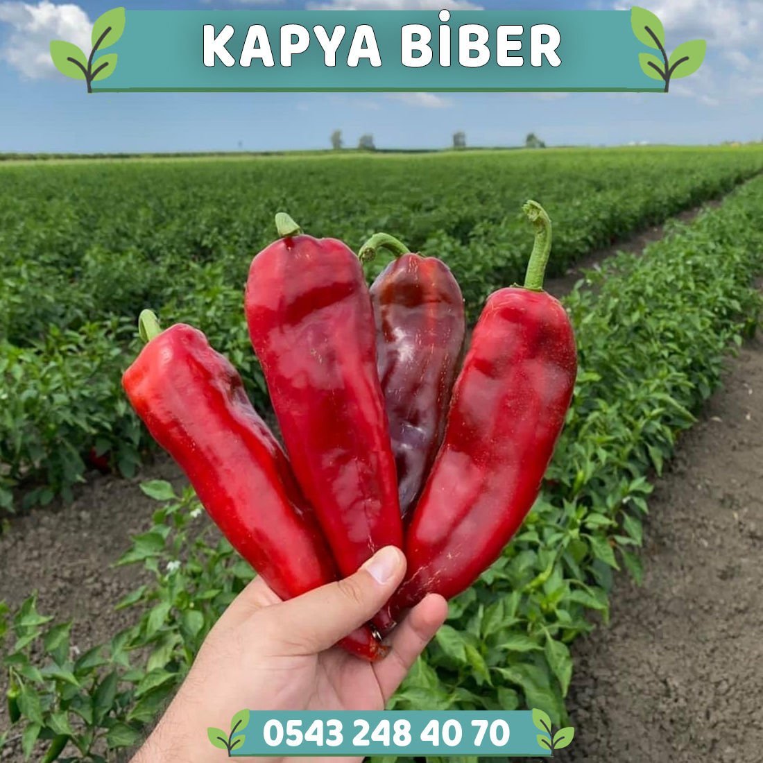 Hibrit Kapya Biber Fidesi