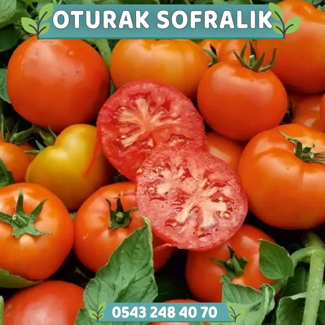 Hibrit Oturak Sofralık Domates Fidesi