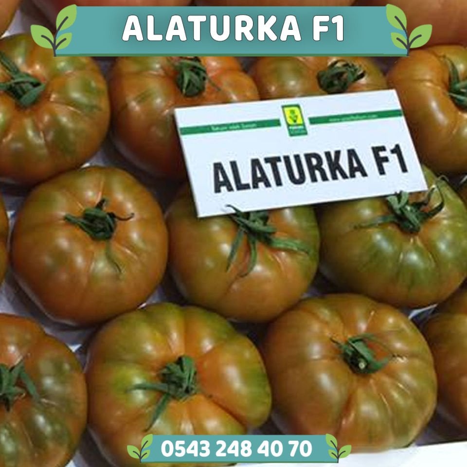 Alaturka F1 - Sırık Köy Domatesi Tohumu