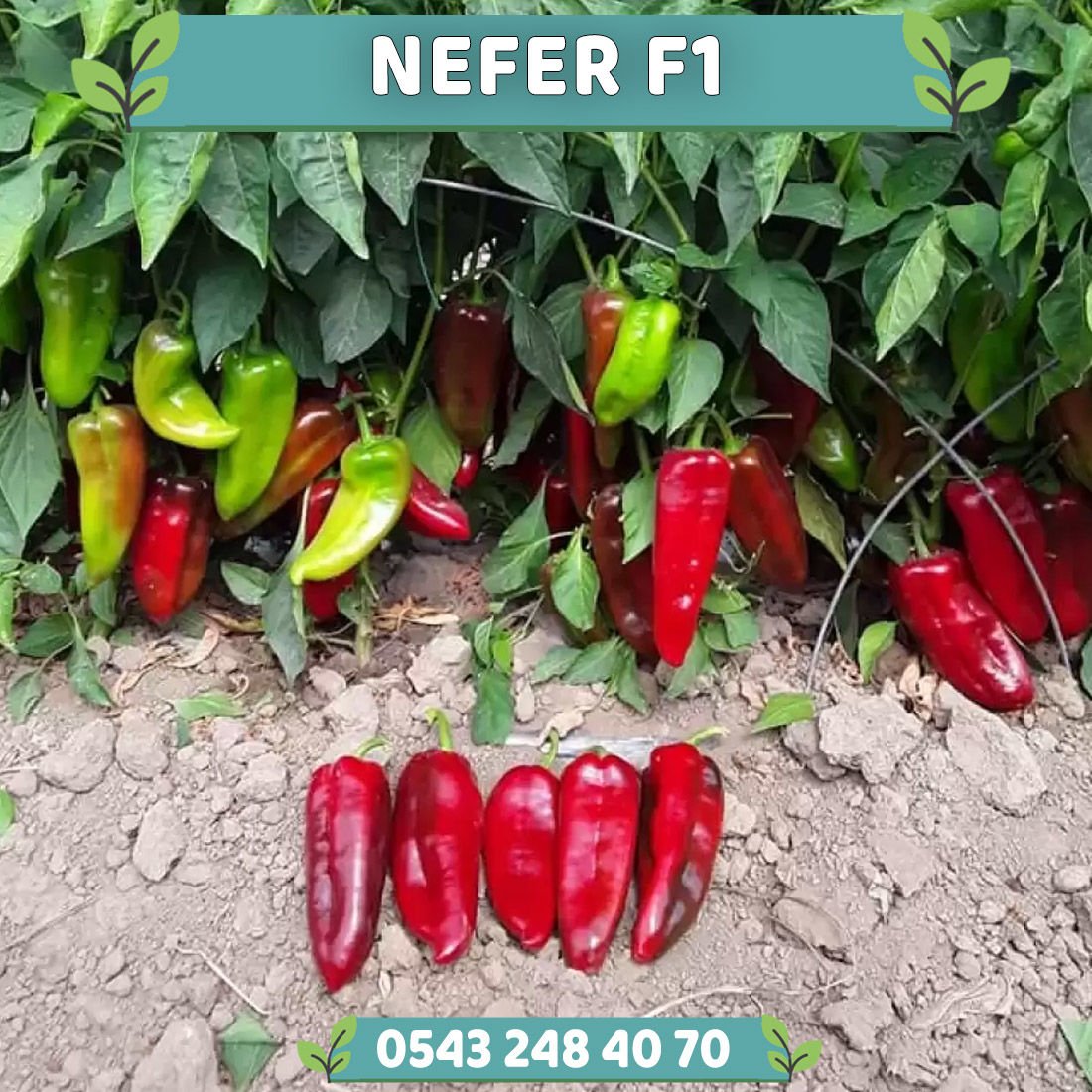Nefer F1 Kapya Biber Fidesi