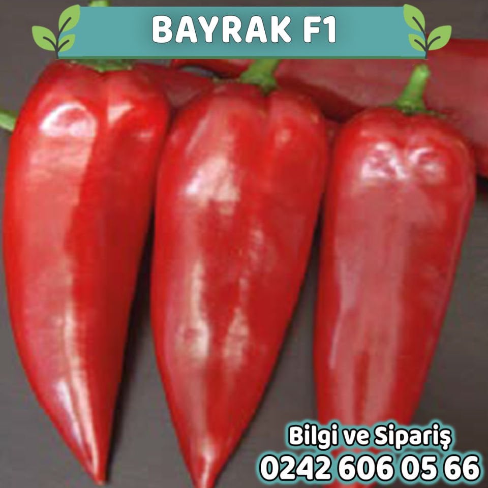 Bayrak F1  Kapya Biber Fidesi