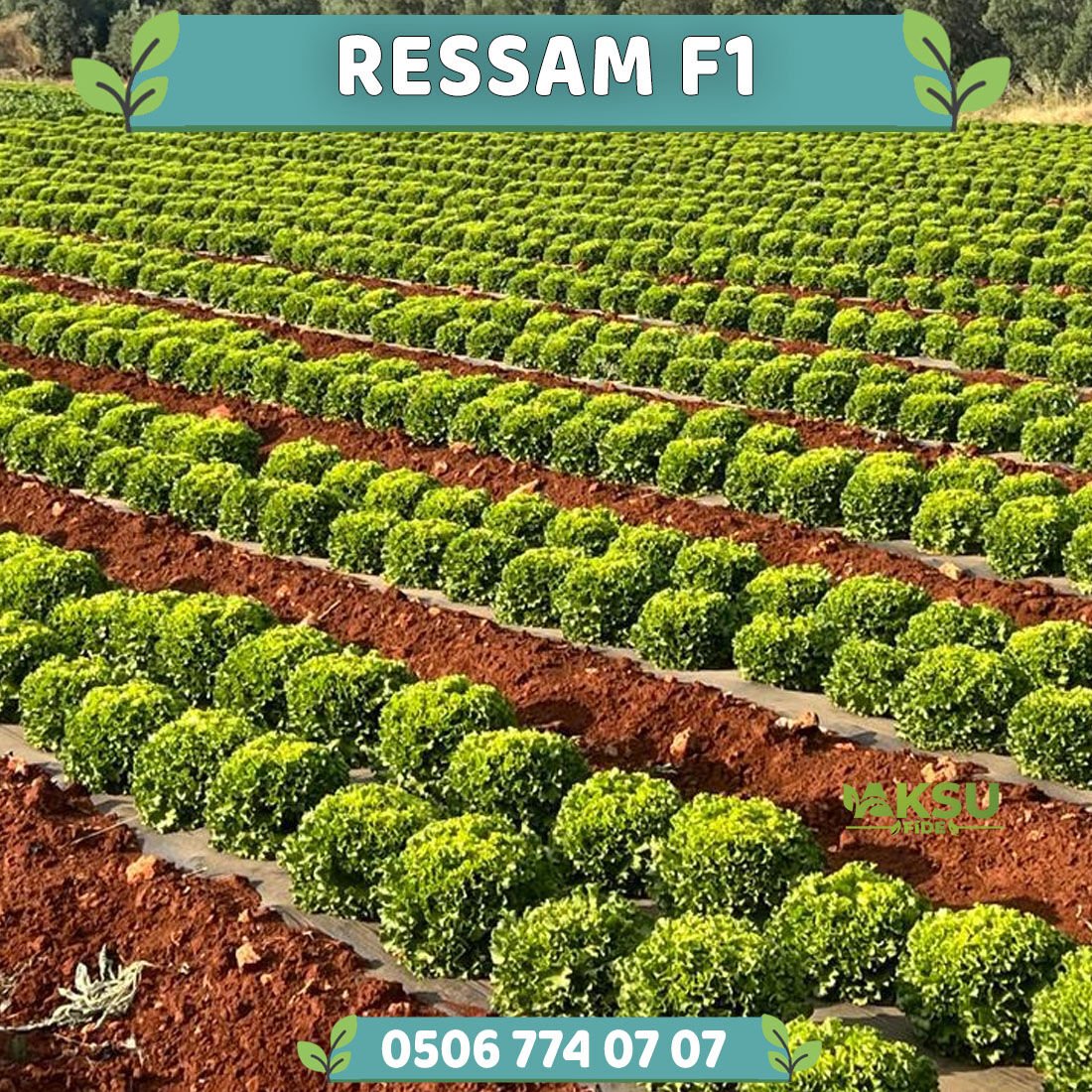 Ressam Kıvırcık Marul Fidesi