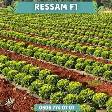 Ressam Kıvırcık Marul Fidesi