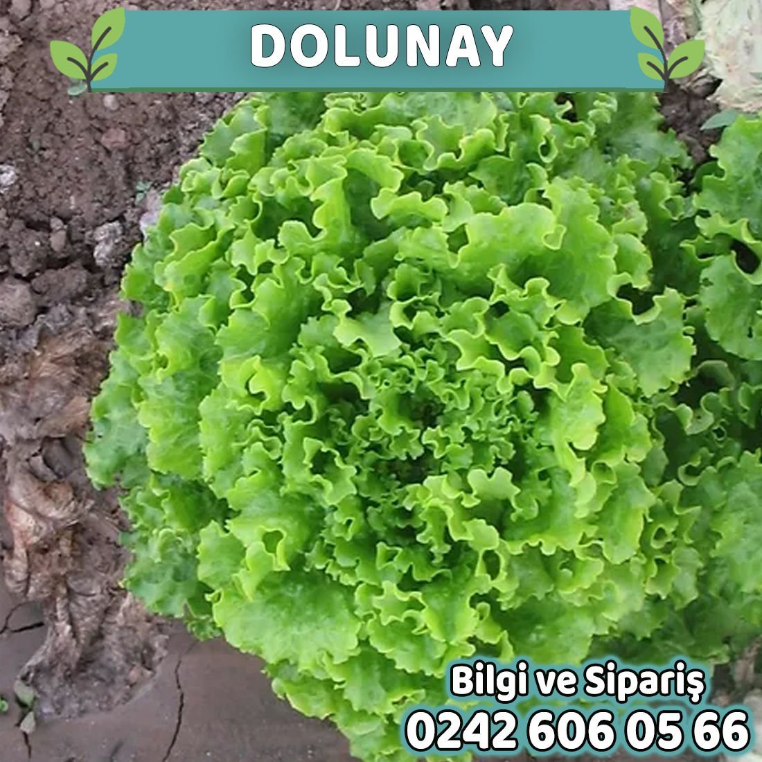 Dolunay Kıvırcık Marul Fidesi