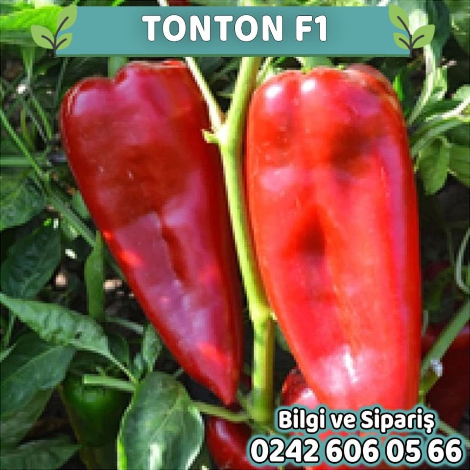 Tonton F1 Kapya Biber Fidesi