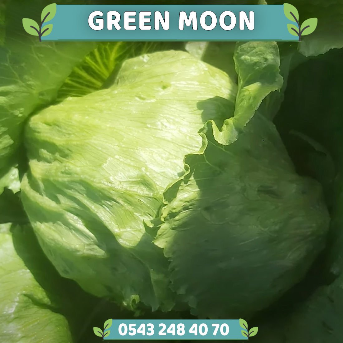 Green Moon İceberg Marul Fidesi