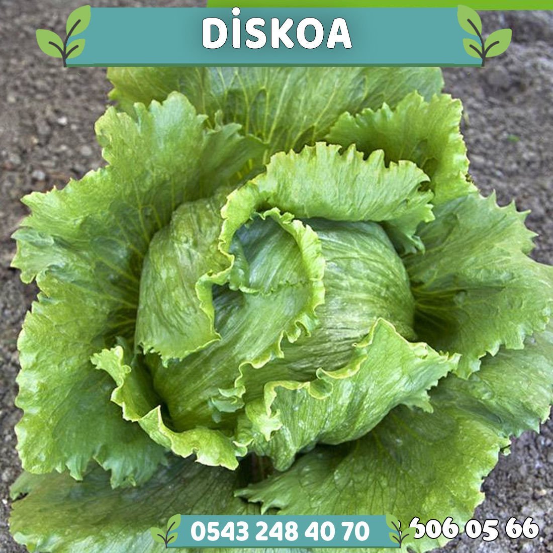 Diskoa Göbek Marul Fidesi