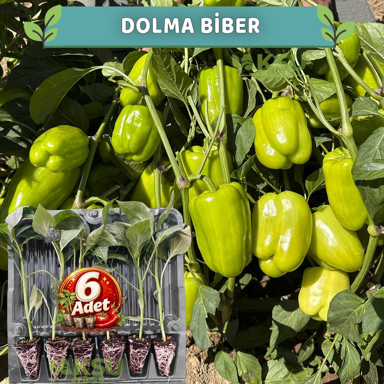 6 Adet Dolma Biber Fidesi