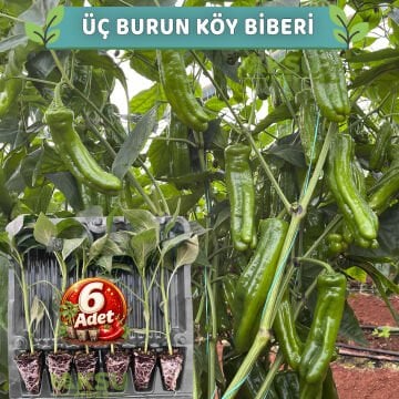 6 Adet Üç Burun Köy Biberi Fidesi