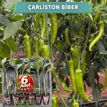 6 Adet Çarliston Biber Fidesi
