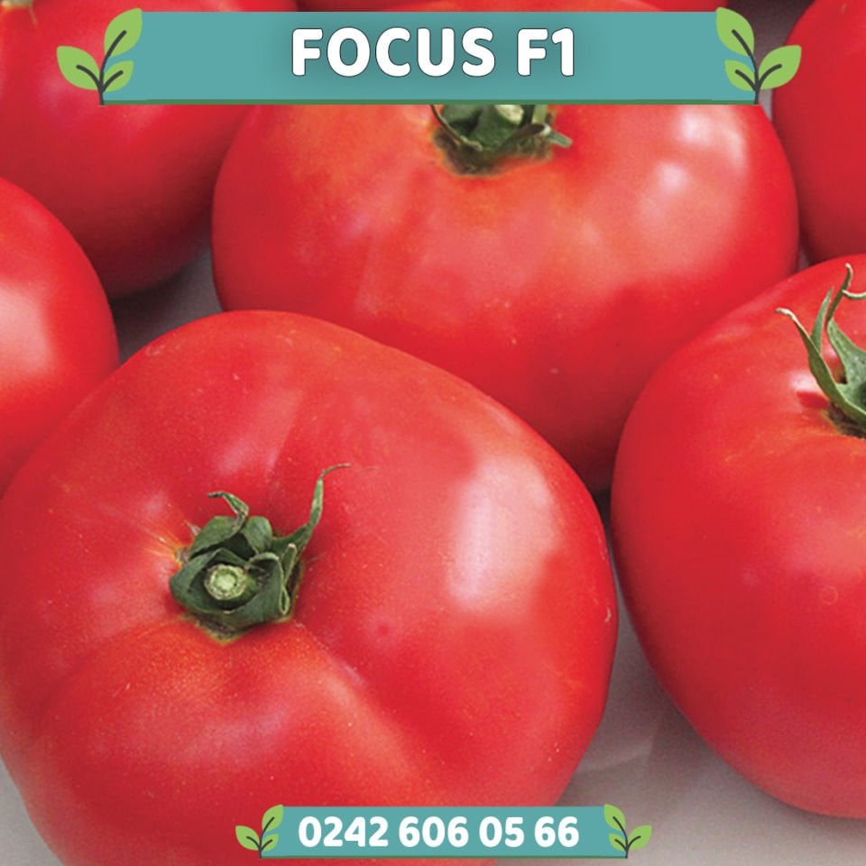 Focus F1 Oturak Tarla Domatesi Fidesi