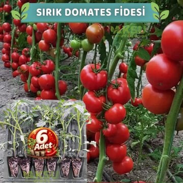 6 Adet Sırık Domates Fidesi