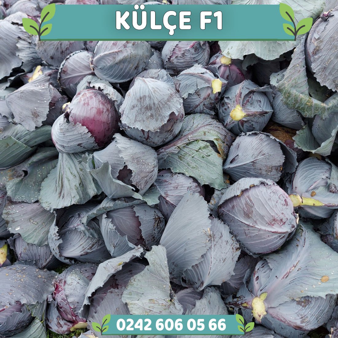 Alex F1 70 Günlük Kırmızı Lahana Fidesi