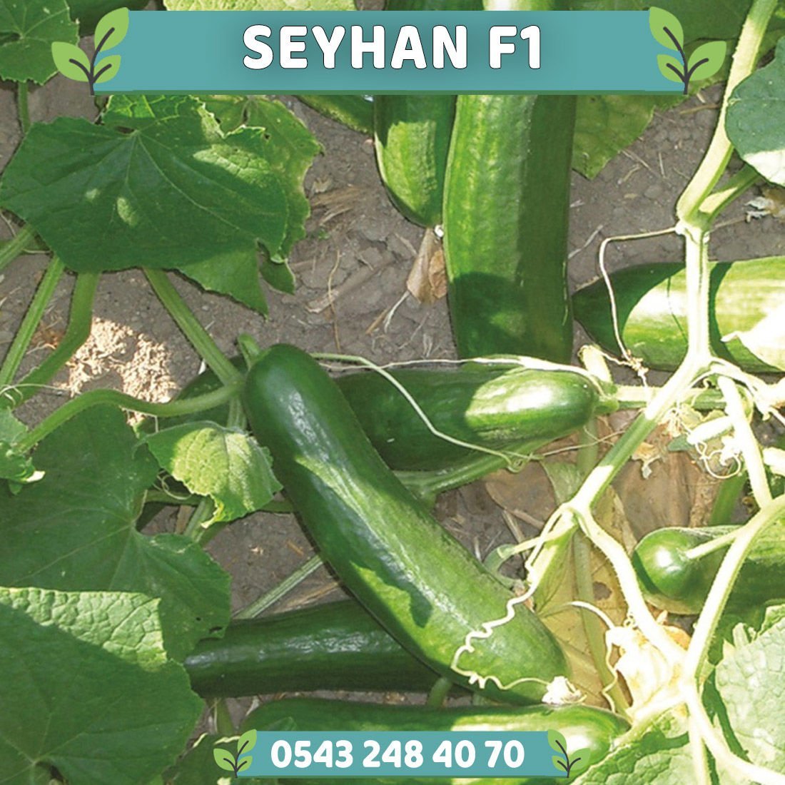 Seyhan F1 Oturak Tarla Hıyarı Fidesi