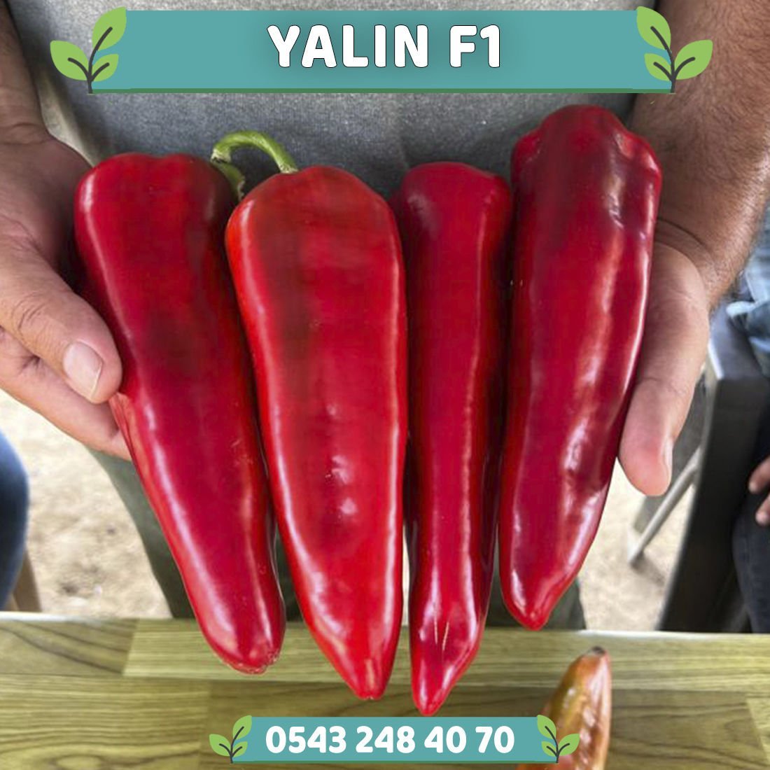 Yalın F1 - Kapya Biber Fidesi