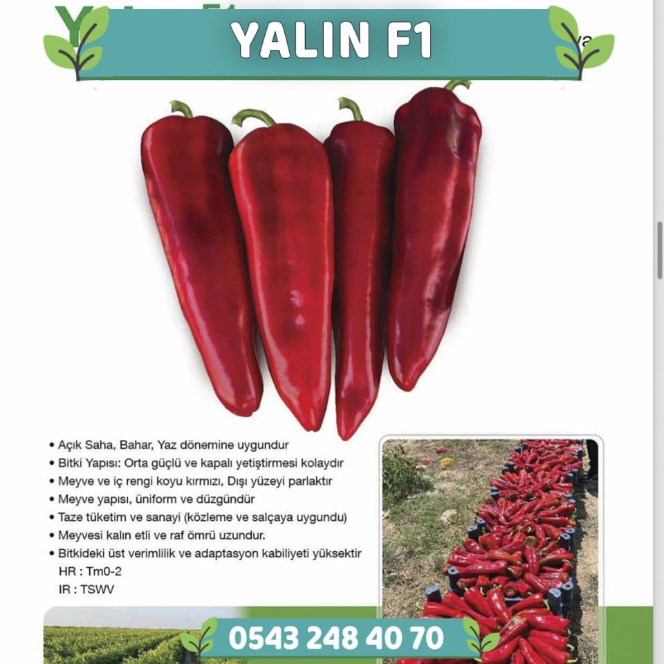 Yalın F1 - Kapya Biber Fidesi