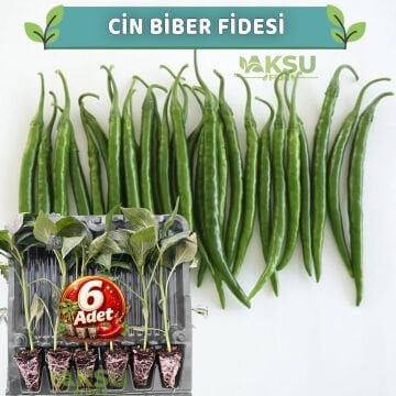 6 Adet Acı Cin Biber Fidesi