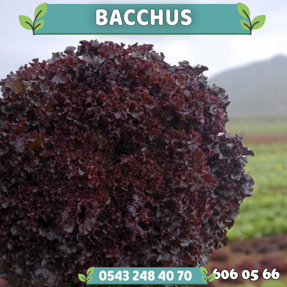 Bacchus Kırmızı Kıvırcık Marul Fidesi