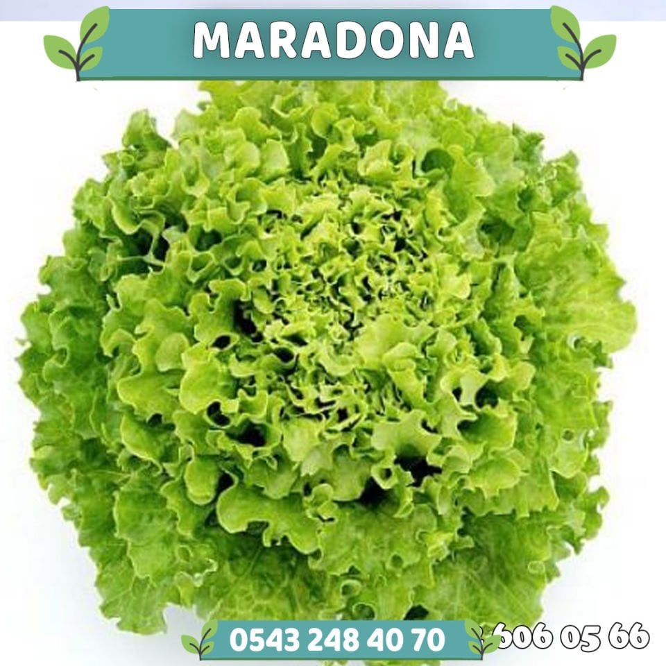 Maradone İri Kıvırcık Marul Fidesi