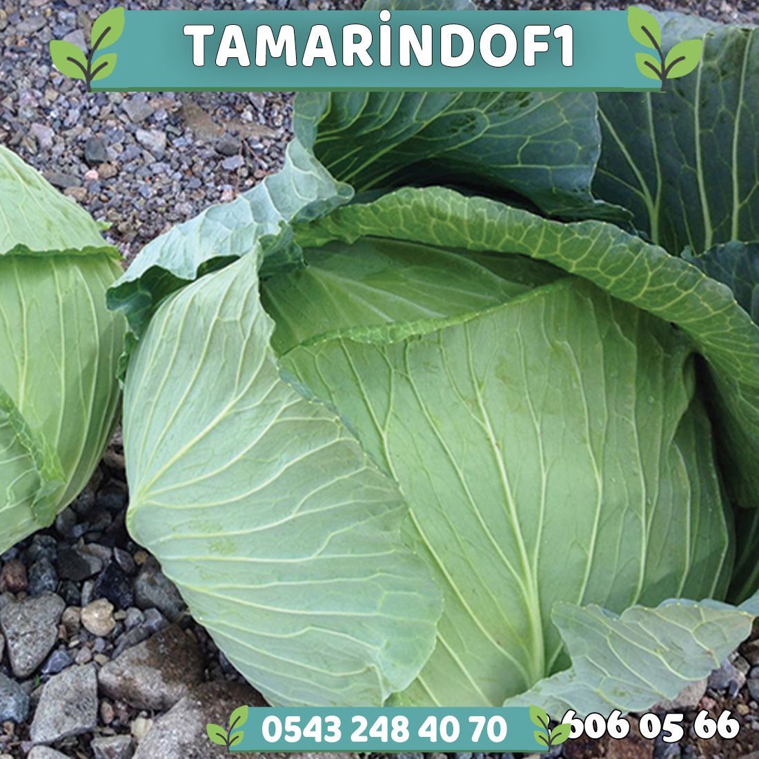 Tamarindo F1 Sarmalık Beyaz Lahana Fidesi